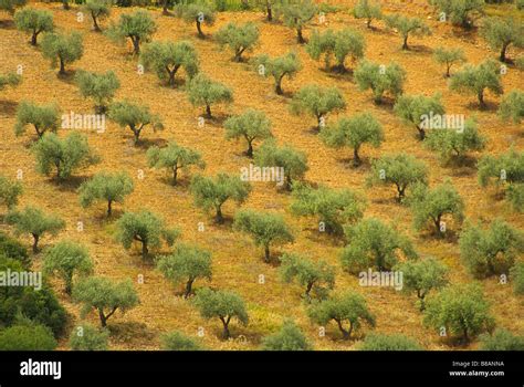 Olivenbaum Olive Tree 54 Stock Photo Alamy
