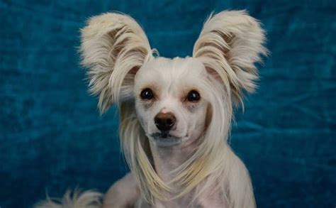 Chinese Crested Dog Breed Information Guide Quirks Pictures
