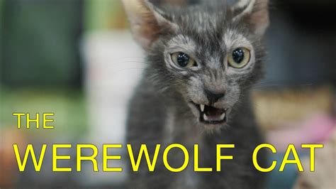Werewolves Compete In Cat Show Werewolf Cats In Tica Cat Show