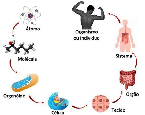 Represente Por Meio De Esquema A Relação Existente Entre Células