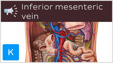 Inferior Mesenteric Vein Anatomical Terms Pronunciation By Kenhub