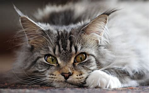 Facts About Maine Coon Cat