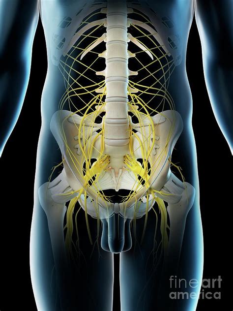 Pelvic Nerves Photograph By Sebastian Kaulitzkiscience Photo Library