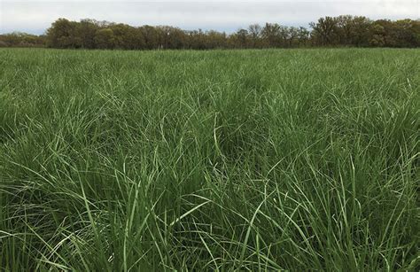 Summer Dormant Tall Fescue Fills The Gap Hay And Forage Magazine