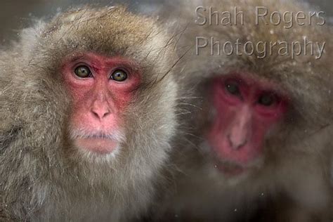 Japanese Macaque Or Snow Monkey Female Portrait Macaca Fuscata