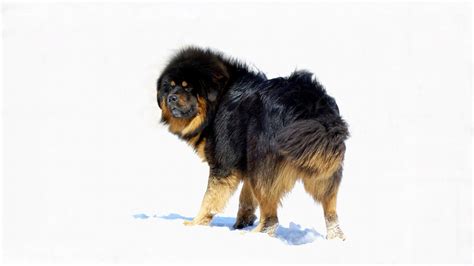 Free Download Tibetan Mastiff Hd Wallpapers 1920x1080 For Your