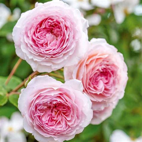 David Austin James Galway Auscrystal Climbing Rose 6 Litre Pot