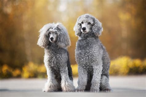 16 Big Dog Breeds That Dont Shed