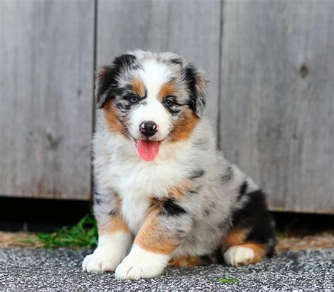 The coat varies from straight to slightly wavy. Australian Shepherd Puppies For Sale | Detroit, MI #116993