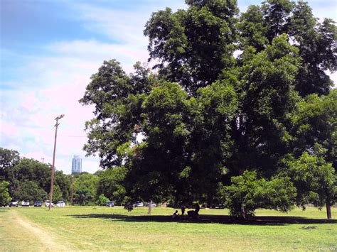 Heritage Oak Tree In Zilker Athletic Fields Free Summer Photos Of