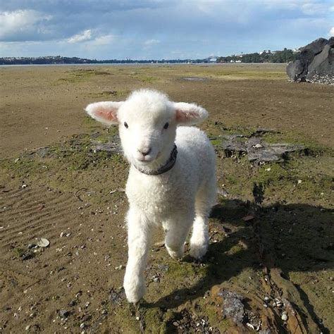 A Friends New Baby Lamb Cute Baby Animals Cute Animals Baby Animals