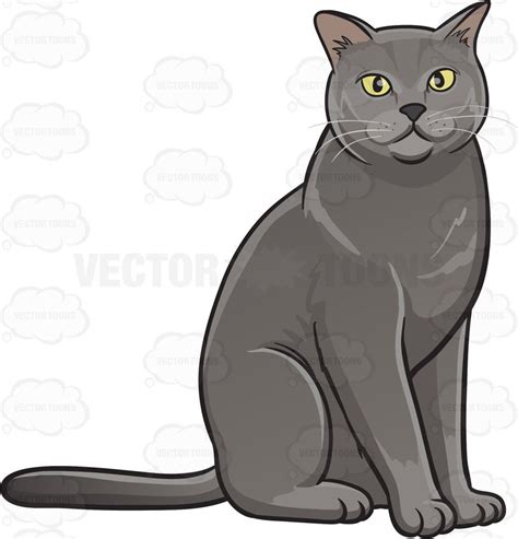 A Gray Domestic Cat Có Hình ảnh