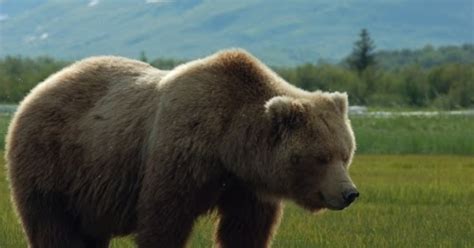 Animal Unique Grizzly Bear