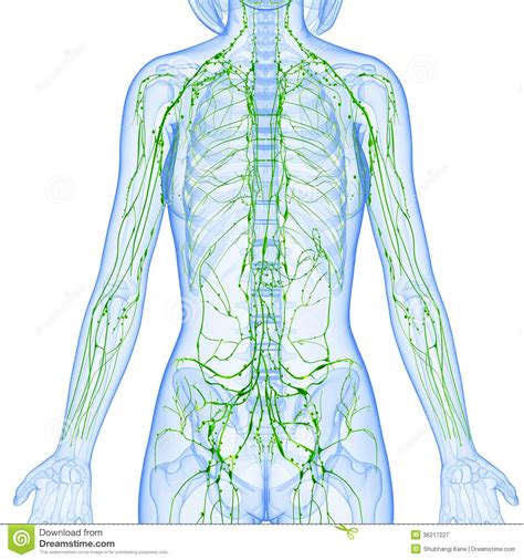 Female Lymphatic System X Ray Stock Illustration Illustration Of Node