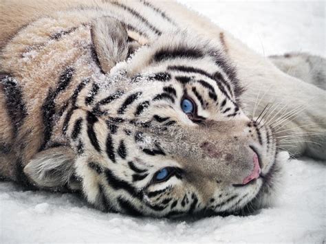 Tiger At The Snow Mountains Laying At Wood Stock Image Image Of Face