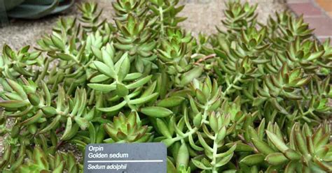 Golden Sedum Care Learn How To Grow Sedum Adolphii Plants