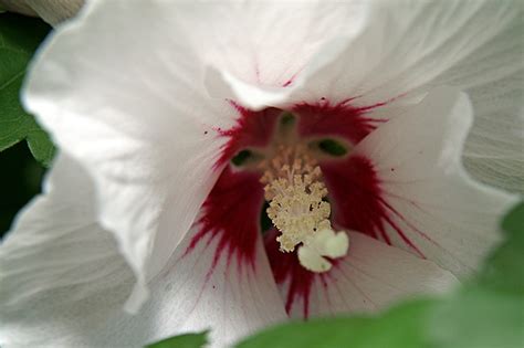 Die Blume sieht aus wie ein "Nasenbär" Foto & Bild ...
