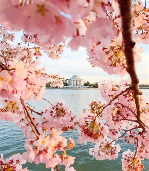 Top 104 Pictures Washington Dc Cherry Blossoms Pictures Stunning