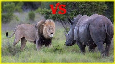 Animal Fight To Death Lion Vs Rhino Real Fight In Jungle Struggle