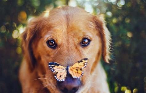 Dog And Butterfly Nose Butterfly Puppy Dog Animal Hd Wallpaper