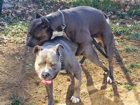 Bluenose pitbull puppies for sale. Blue Nose King Lion Pups For Sale: King Lion Blue Nose ...