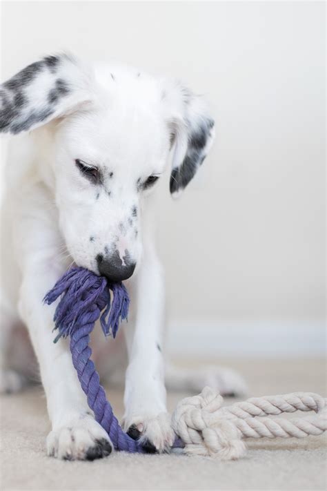 Diy All Natural Rope Toy For Your Precious Pup Ctrl Curate