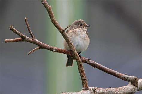 Maybe you would like to learn more about one of these? Grå flugsnappare (Muscicapa striata) - classesfoto.se