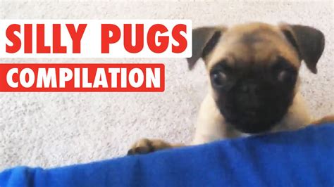 Silly Pugs Funny Puppy Compilation Youtube