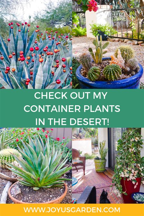 Alicia Mistry Best Flowers For Pots In Arizona Take A Tour Of My