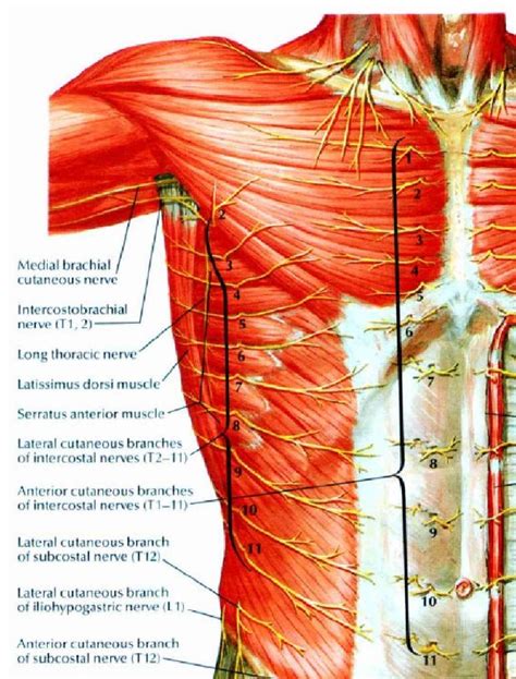 Superficial Nerves Of The Thoracic Region Netter Muscle Anatomy
