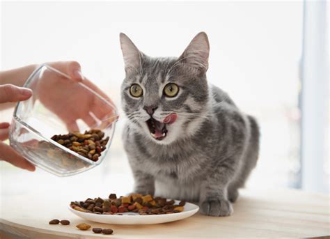 Strays and feral cats mean different things. How Much Should I Feed My Cat? | PetMD