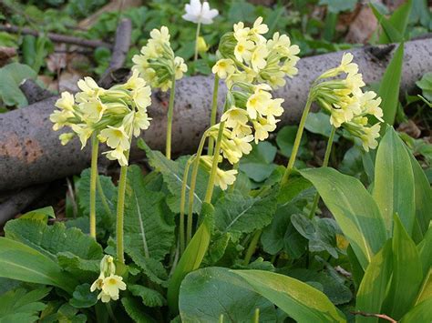Nicméně datum tohoto svátku vypočítávají kněží od toho dne, kdy na slunci začíná jaro. První jarní den 2020, astronomické jaro