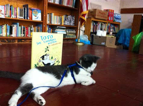 Toto Photos — Toto The Tornado Kitten