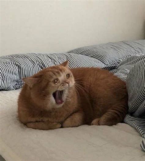 Cat Scream Meme Screaming Cats The Stress Of Keeping All My Fandoms