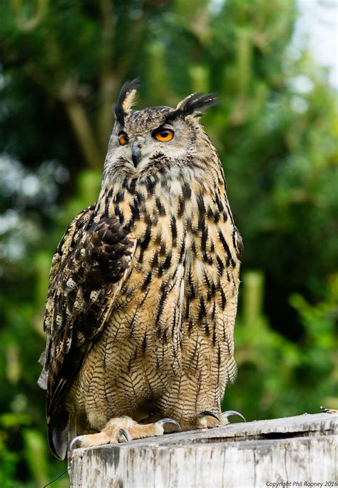 European Eagle Owl Phil Rooney Flickr