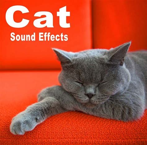 Cat Sound Effects Flac Sound Effects Cats Sound