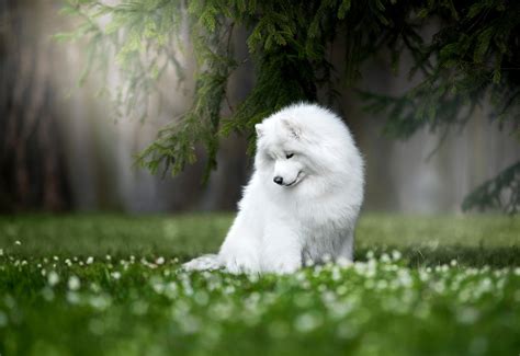 Top Hình Nền động Vật Chó Samoyed 4k Ultra Full Hd