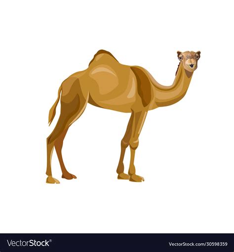 It has two humps, and longer hair for living in cold climates. Dromedary one-humped camel pack animal Royalty Free Vector