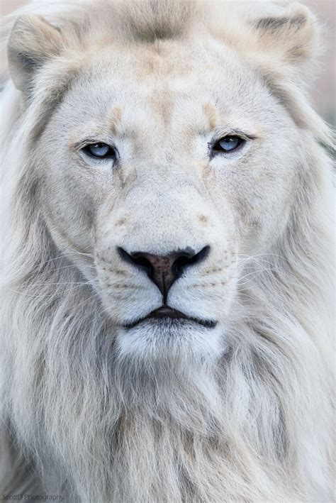 Beautiful White Lion By Scott D Photography White Lion Animals