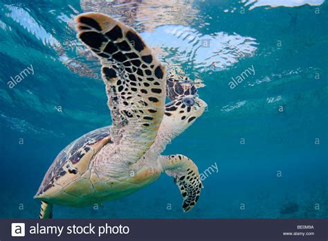 Hawksbill Turtle Eretmochelys Imbricata Bonaire The Netherlands