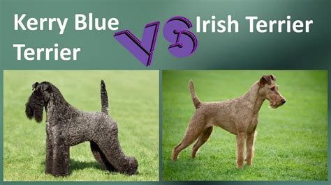 Kerry Blue Terrier Vs Irish Terrier Breed Comparison Youtube