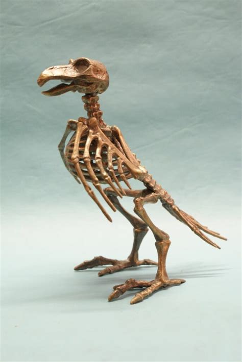 Bird Skeleton Complete Bronze Art By William Miles