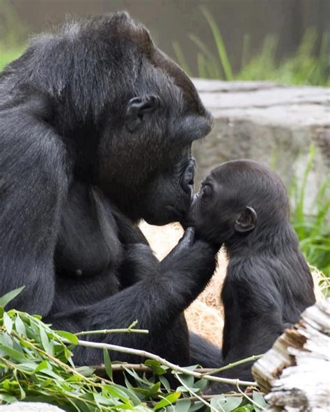Hasani The Baby Gorilla Born At The San Francisco Zoo With His