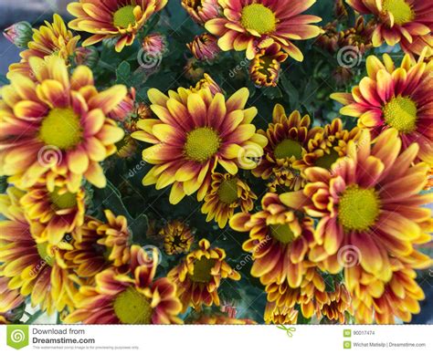 Yellow Red Chrysanthemum Blooming Stock Photo Image Of Floral Flower