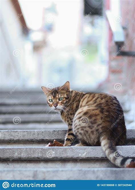 2019 Stray Cat Photographer New Photo Cute Brown Street