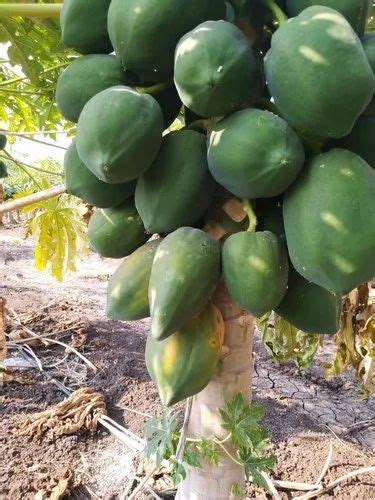 Taiwan 786 Papaya Plant At Rs 18plant पपीते का पौधा In Chhindwara
