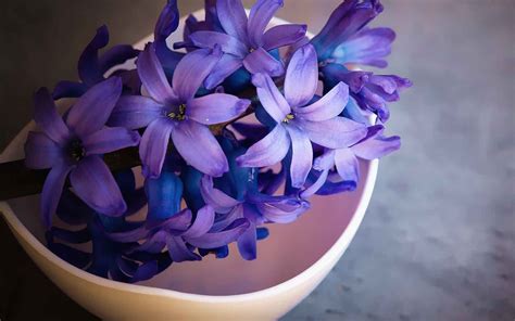 A wide variety of dp flower options are available to you, such as material, feature, and occasion. Whatsapp Dp Flower Images Beautiful Hd - Animaltree