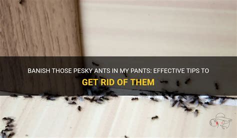 Banish Those Pesky Ants In My Pants Effective Tips To Get Rid Of Them