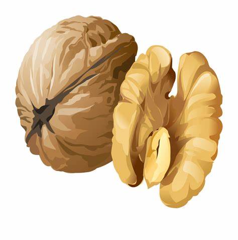 Орех грецкий на диете Грецкий орех ПНГ на Прозрачном Фоне • Скачать PNG Грецкий орех Грецкий орех ПНГ на Прозрачном Фоне • Скачать PNG Грецкий орех Орех грецкий на диете