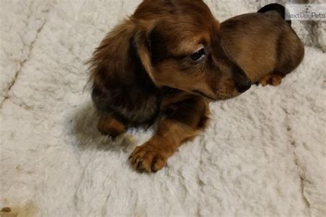 Earn points & unlock badges learning, sharing & helping adopt. Chris 2: Dachshund, Mini puppy for sale near Kansas City, Missouri. | d8360c5b-35b1